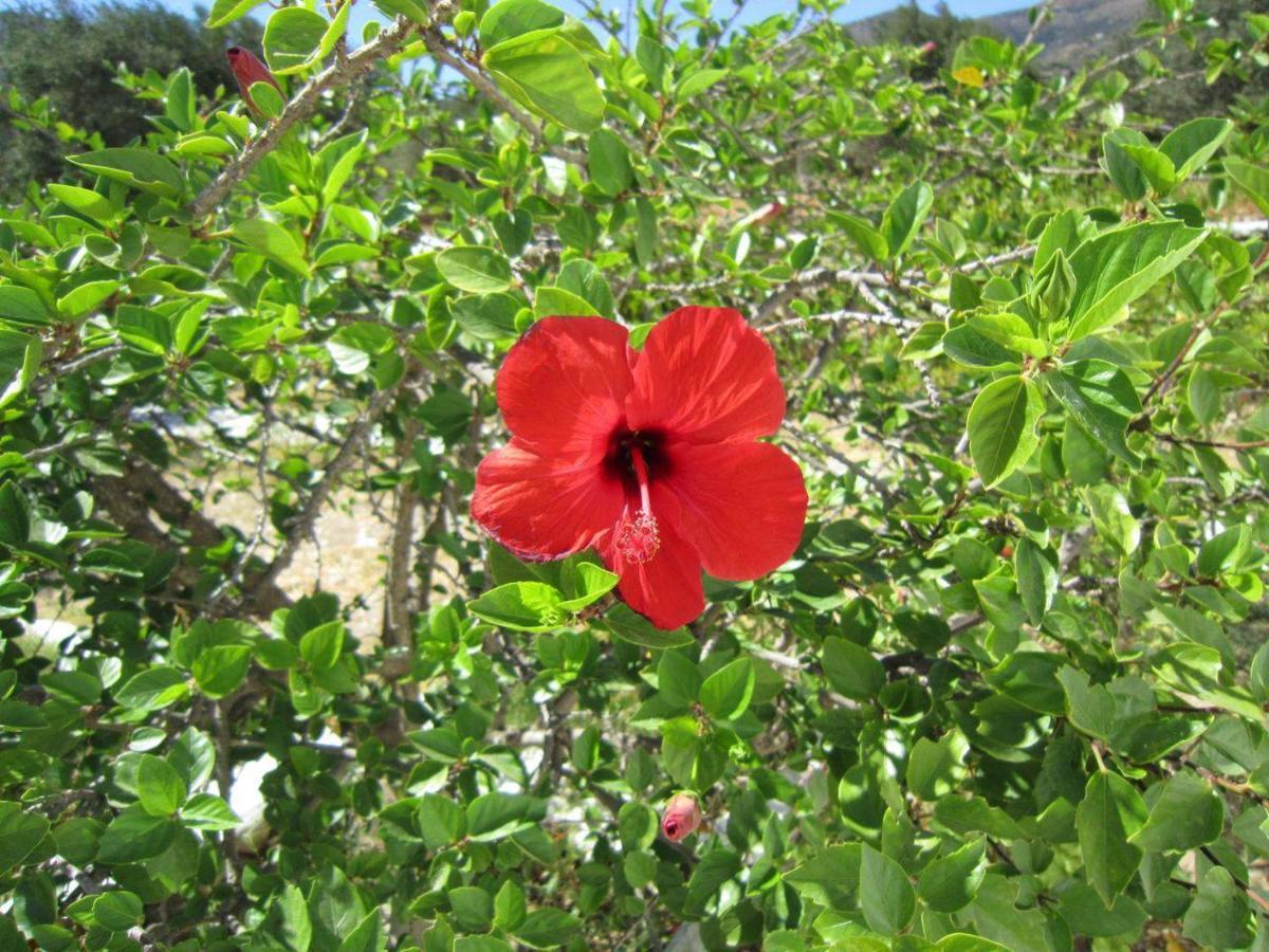 Elisso Villas Platis Gialos  Dış mekan fotoğraf